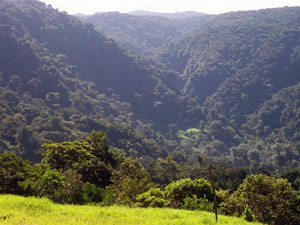 Thehotel has close and distant views of the incredibly lush rain forest.